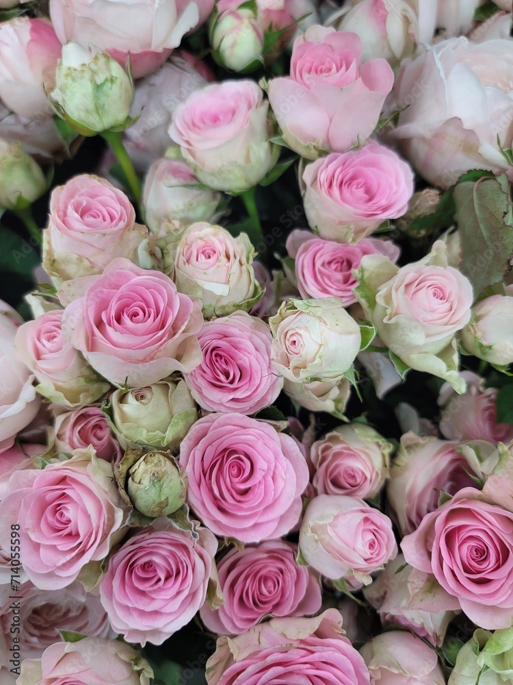  female, flowers, red, rose, plant