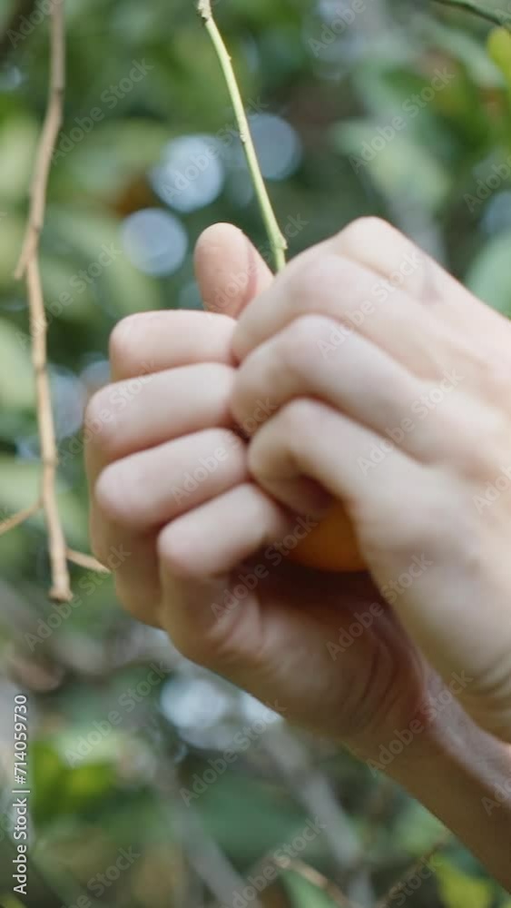 Vertical video. Female Hands Tear an Orange in Half on a Branch in a Citrus Grove. Slow-motion Close-up of Juice Splashes. Vertical video. Female Hands Tear an Orange in Half on a Branch in a Citrus Grove. Slow-motion Close-up of Juice Splashes.