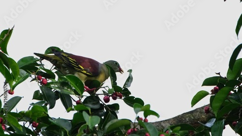 Thick-billed Green-Pigeon Treron curvirostra, Thailand. Pulling and eating the fruits from a branch of a fruiting tree. photo