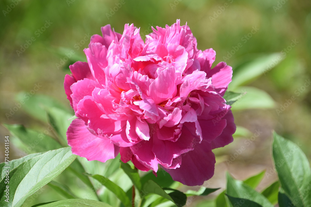 Bright Hot Pink Peony Blossom Flowering in Summer Bright Hot Pink Peony Blossom Flowering in Summer