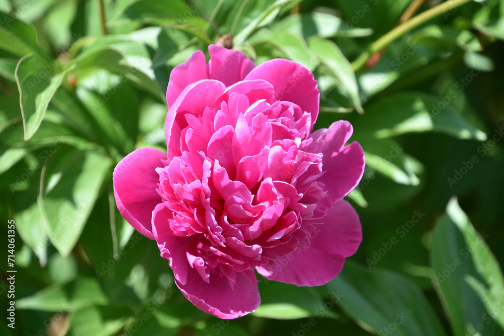 Beautiful Pink Peony Blossoms Blooming and Flowering