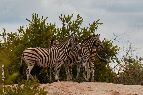 Zebras in the wild on a rock in Kruger National Park.