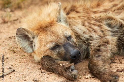 Close-up of a hyena cub sleeping.