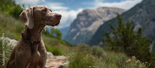 Weimaraner dog in Aran Valley, Spain on a mountain path. photo