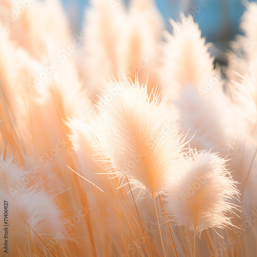 Golden pampas grass in the sky, abstract natural background of soft Cortaderia selloana plants moving in the wind. Minimal, stylish, trend concept.