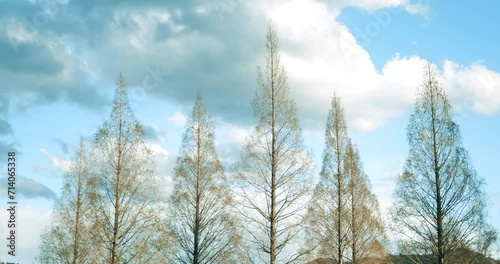 Wallpaper Mural Swaying Metasequoia or dawn redwood in early spring Torontodigital.ca