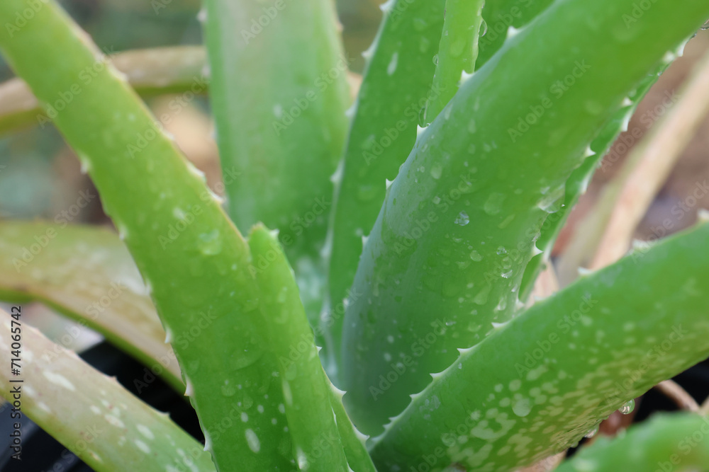 aloe vera herbal freshness plant with droplets green leaves with tiny spikes aloe vera herbal freshness plant with droplets green leaves with tiny spikes