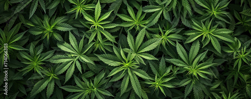 Lush green cannabis plants with broad leaves, creating a dense foliage pattern.
