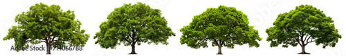 Set of green wide trees, cut out