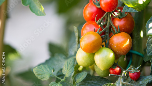 cherry tomatoes hanging on the rocco and green colored plant photo