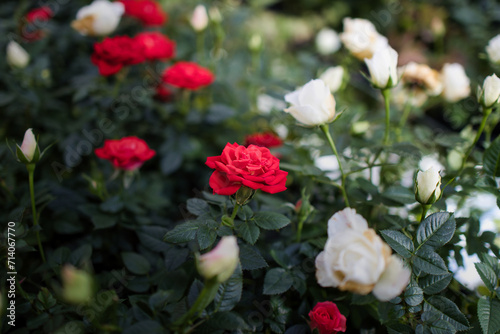 綺麗なバラの花のある風景