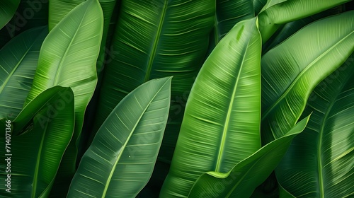 Banana leaves background. Lush young banana tree leaf. Rainforest, ecology, nature, background. Wide format 