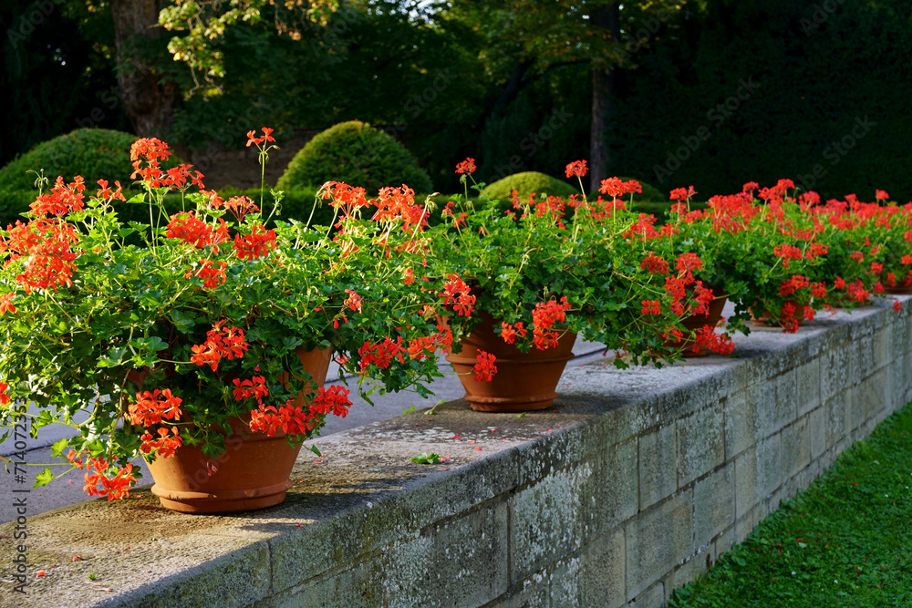 Ornamental plants in the city. Red geraniums in flowerpots on the streets of Prague. Beautiful red geraniums blooming in sunset light. Famous balcony pots with geraniums