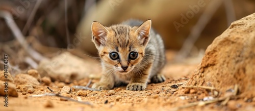 The tiniest African cat is the black-footed one. photo