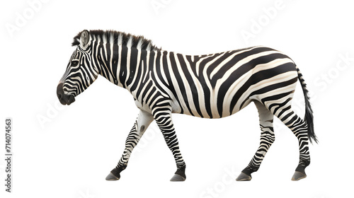 Zebra Walking on White Background, Majestic Stripes on a Clean Canvas