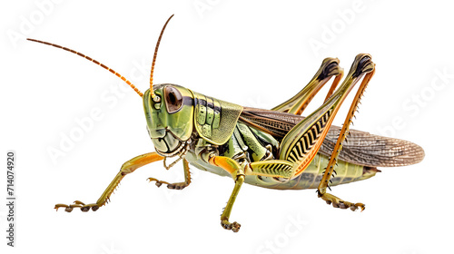 Close-Up of Grasshopper Insect on White Background © Daniel