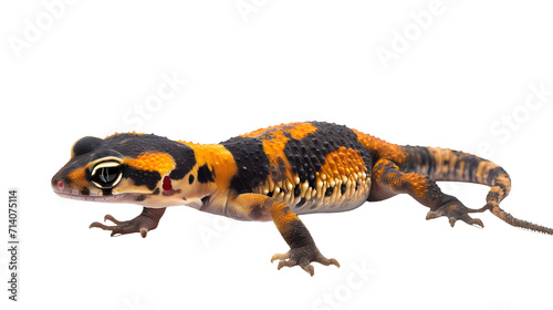 Small Orange and Black Gecko on White Background