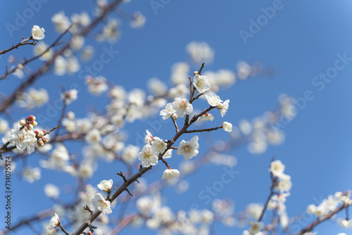 Pristine White Plum Blossoms Against a Clear Blue Sky 青空と梅の花 うめ ウメ