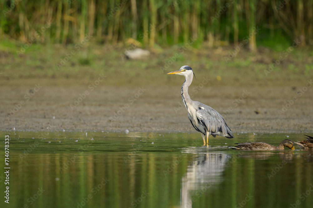 Fototapeta premium A grey heron standing near a pond