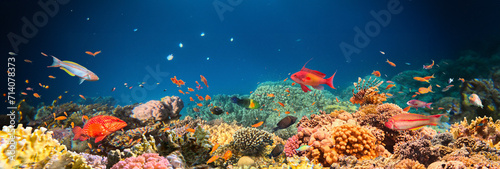 Underwater Tropical Corals Reef with colorful sea fish. Marine life sea world. Tropical colourful underwater seascape. © Lukas Gojda