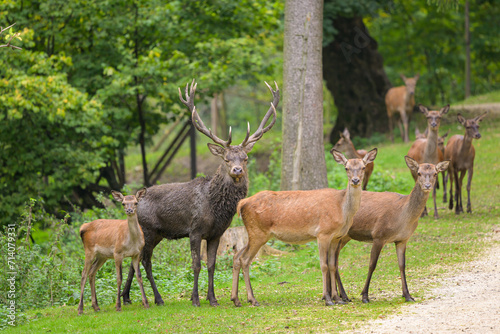 A group of Red deer in a park in autumn