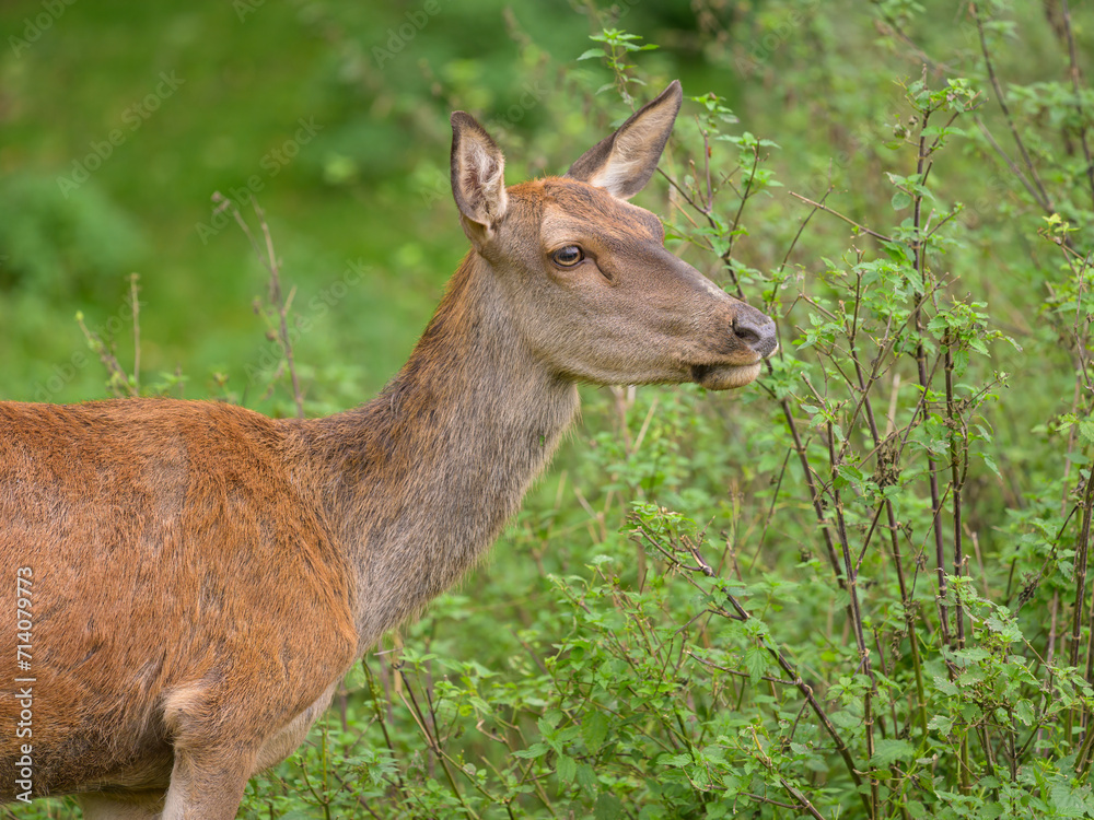 A red deer in a park in autumn A red deer in a park in autumn