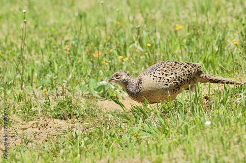 Obraz na płótnie Pheasant hen walking and lurking for food in grass during sunny spring w salonie