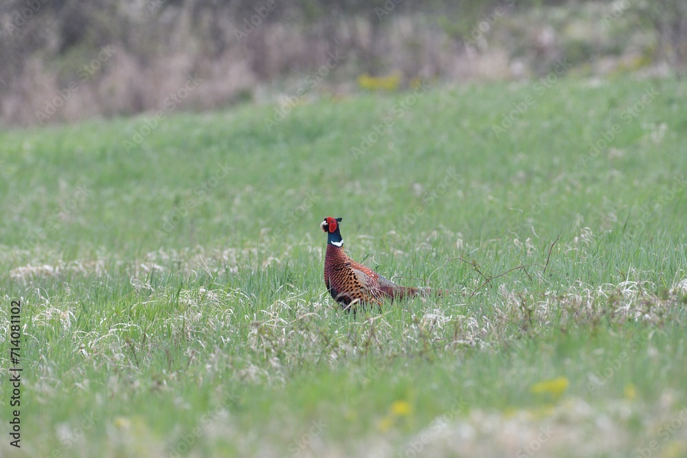 Common pheasant walking on the meadow eating seeds from the grass