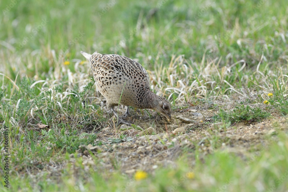 Pheasant hen walking and lurking for food in grass during sunny spring