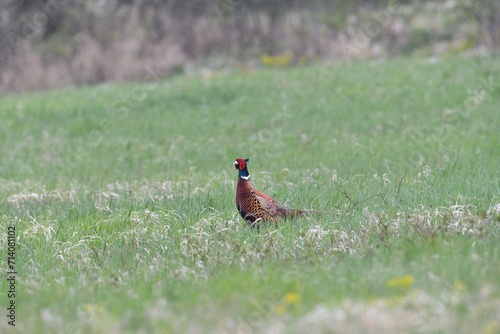 Obraz na płótnie Common pheasant walking on the meadow eating seeds from the grass w salonie