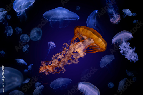 Beautiful jellyfish floating in the aquarium on the black background
