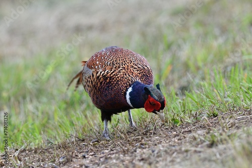 Common pheasant walking on the meadow eating seeds from the grass 