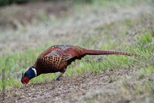 Obraz na płótnie Common pheasant walking on the meadow eating seeds from the grass w salonie