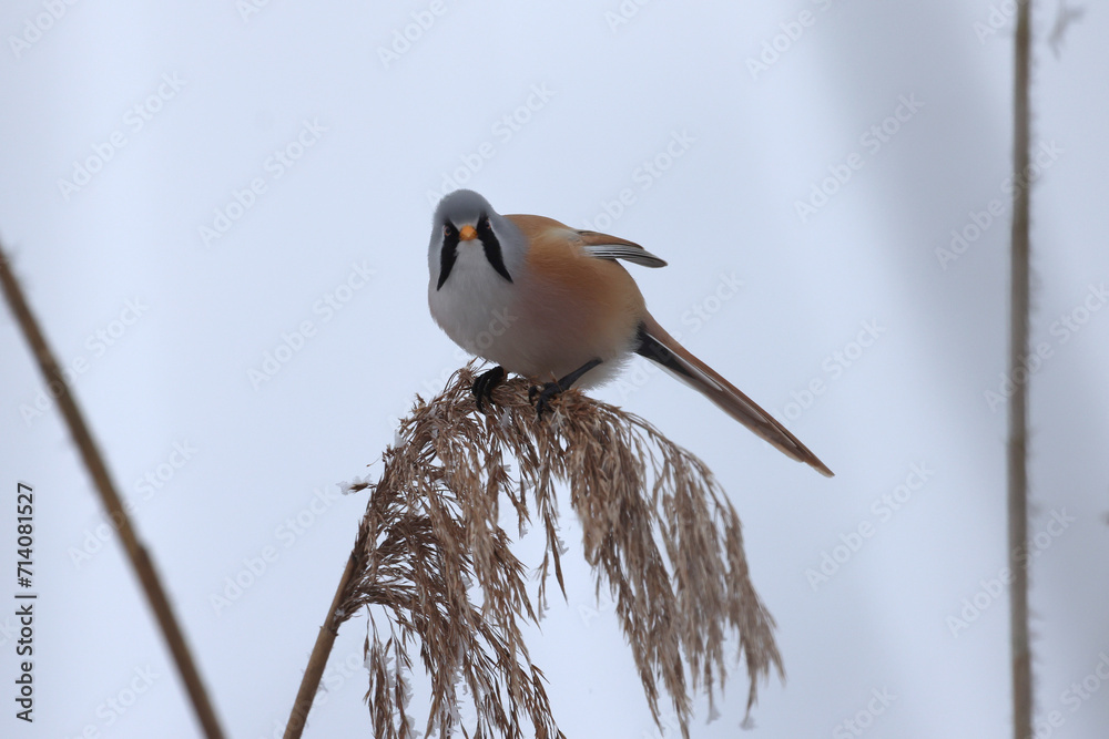 Obraz premium Bartmeise turnt im Schilf