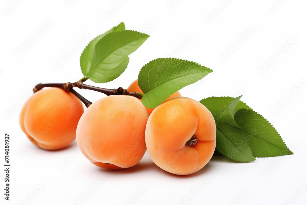 Apricot tree branch and apricots, white background Apricot tree branch and apricots, white background