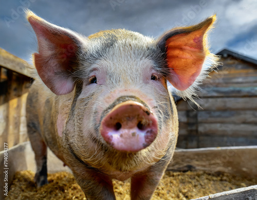 Close-Up Snout of a Cute Piglet in a Rural Pigpen
