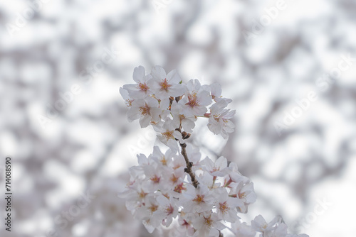  Sakura Whispers: A Symphony of White Blossoms 満開の桜 © Choconuts