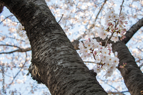 Gazing Up the Sakura Canopy 桜の幹と花