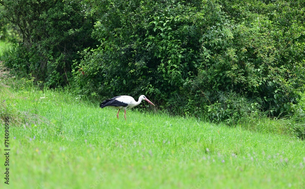 The white stork goes through meadow and hunts food on the meadow in the summer
