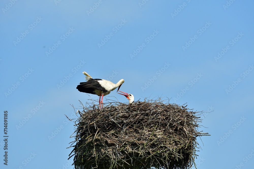 A white stork sits in a nest with small storks