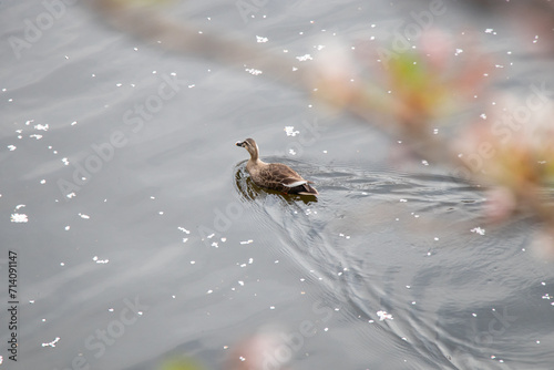 Graceful Duck Swimming Through Cherry Blossom Petals on Water 桜の花びらと優雅に泳ぐカモ 春