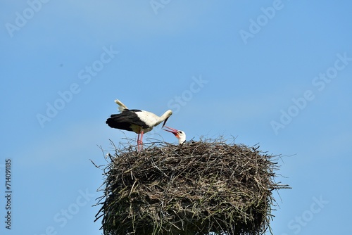 Obraz na płótnie A white stork sits in a nest with small storks w salonie