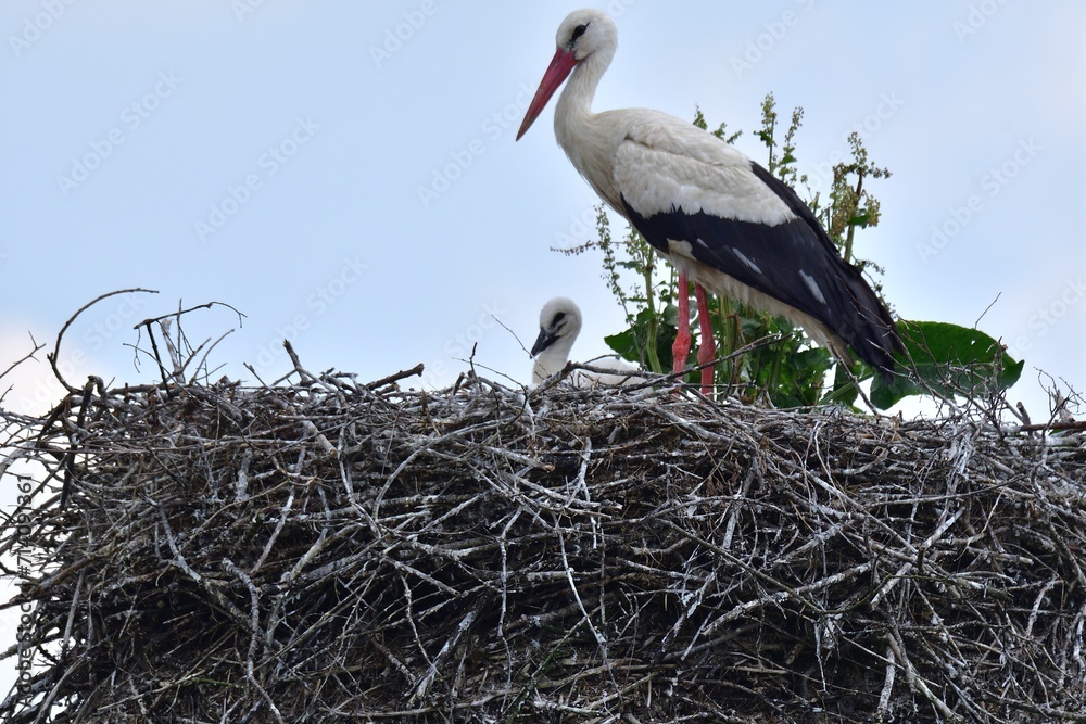 A white stork sits in a nest with small storks