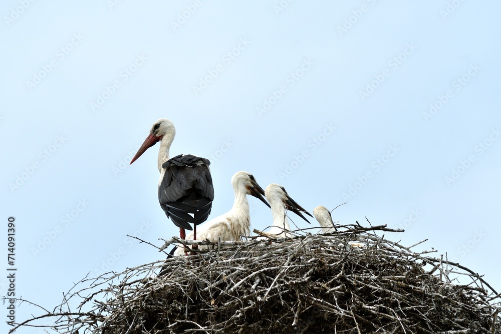 A family of storks with young stands in a nest on a post