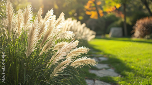 Pampas Grass on the lawn photo