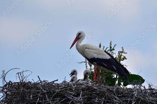 Obraz na płótnie A white stork sits in a nest with small storks w salonie