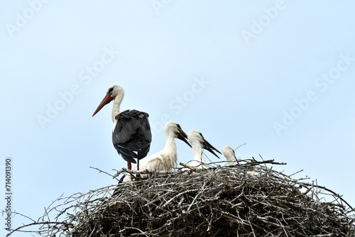 Obraz na płótnie A family of storks with young stands in a nest on a post w salonie