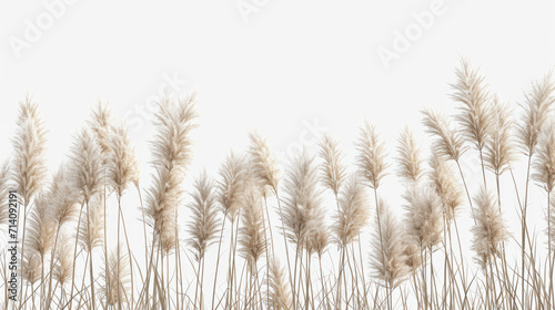 Feather Reed Grass flower isolated on white background