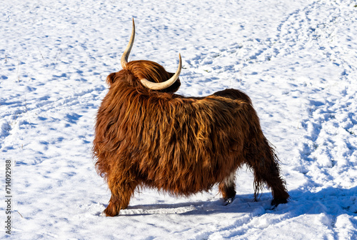 highland cow in snow winter landscape