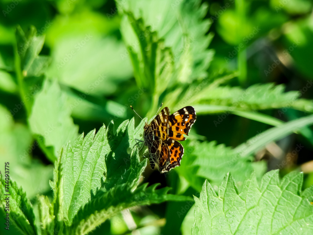 Obraz premium Green spring background with orange butterfly.